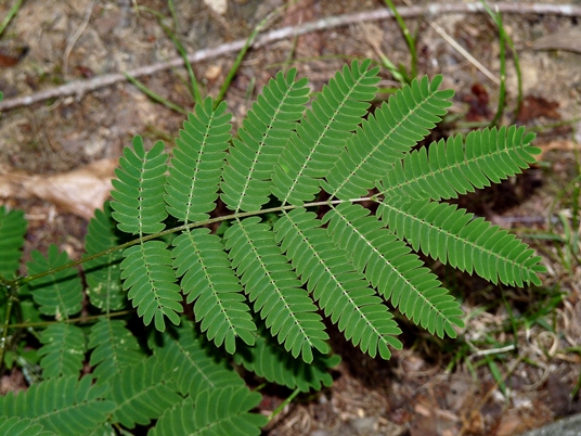 {Albizia julibrissin}